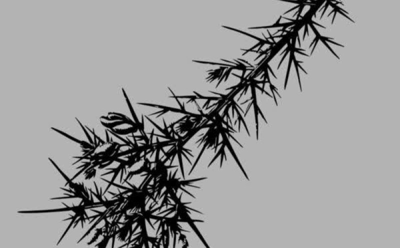 New Leaf